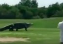 La passeggiata di un enorme alligatore in un campo da golf in Florida