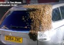 Nel Galles 20mila api hanno circondato un'automobile per due giorni