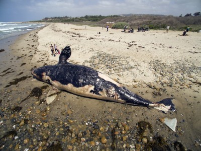 Come Hanno Spostato Una Carcassa Di Balena Da 13 Metri In California Il Post