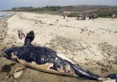 Come hanno spostato una carcassa di balena da 13 metri in California
