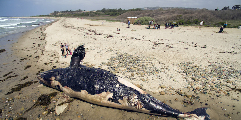 Una carcassa di balena grigia sulla spiaggia di San Onofre, California, fotografata il 25 aprile 2016 (Jeff Gritchen/The Orange County Register via AP)