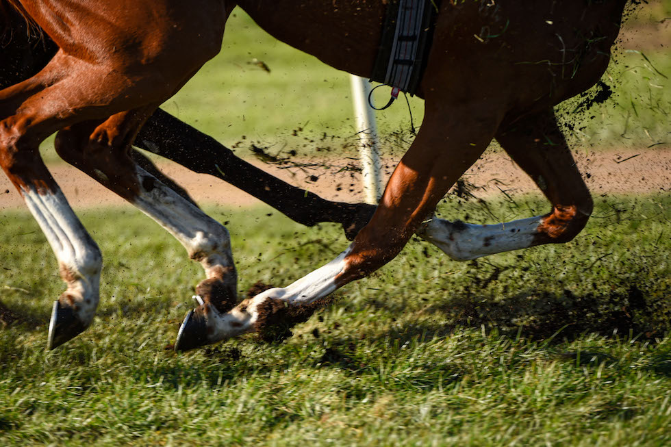 Quanto pesa un leone? - Il Post