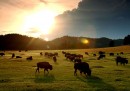 Il bisonte è diventato il mammifero nazionale degli Stati Uniti