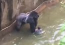 Un gorilla è stato ucciso perché un bambino era finito dentro la sua gabbia