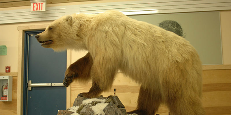 Un esemplare di orso per tre quarti grizzly e per un quarto orso polare conservato al Ulukhaktok Community Hall a Ulukhaktok, nei Territori del Nord-Ovest del Canada (A.E. Derocher/University of Alberta)