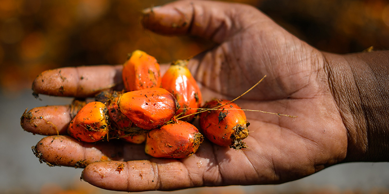 I frutti da cui viene estratto l'olio di palma (MOHD RASFAN/AFP/Getty Images)
