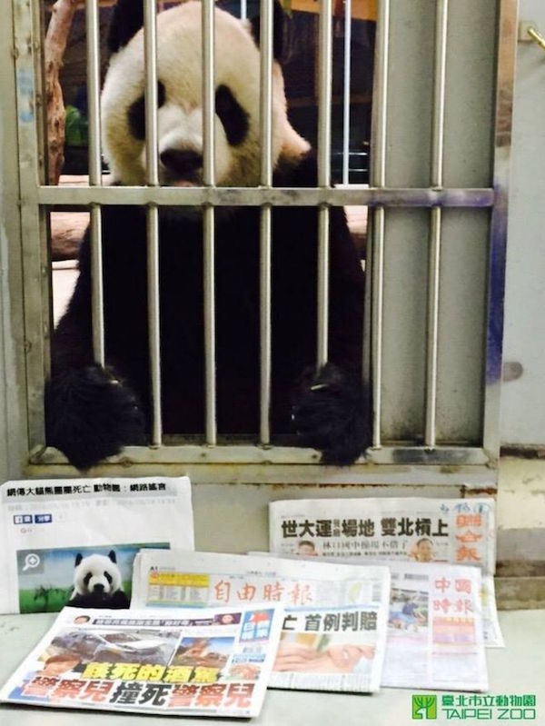 La foto da ostaggio del panda di Taipei