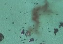 Squali che mangiano una balena, visti da un drone