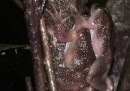 È stato scoperto un nuovo modo di accoppiarsi delle rane