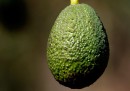 I furti di avocado in Nuova Zelanda