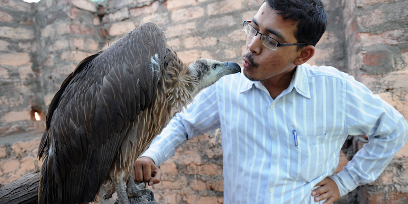 Il fondatore della Fondazione Asha per la cura e il salvataggio degli animali Harmesh Bhatt e l'avvoltoio Maya, a Hathijan, nel nord-ovest dell'India, il 16 gennaio 2010 (SAM PANTHAKY/AFP/Getty Images)