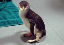Un pinguino zoppo ha una nuova zampa, creata con una stampante 3D