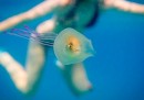 La foto notevole di un pesce intrappolato in una medusa