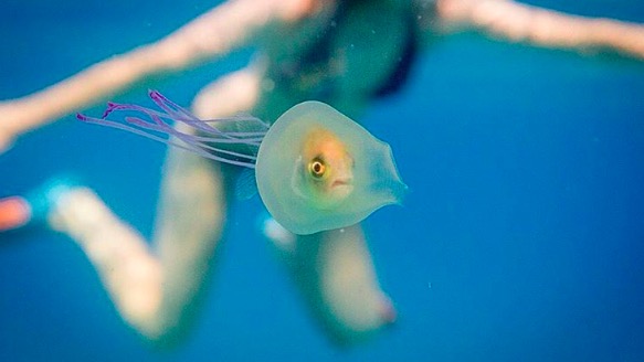 La foto notevole di un pesce intrappolato in una medusa