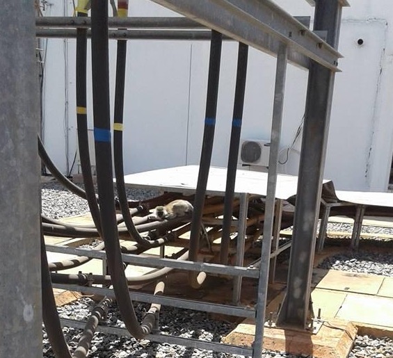 Una scimmia ha causato un blackout in tutto il Kenya