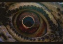 Il trailer del documentario a cui Terrence Malick lavora da 40 anni