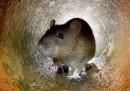 La Nuova Zelanda vuole eliminare tutti i ratti