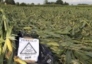 La lettera di 110 premi Nobel contro Greenpeace, sugli OGM