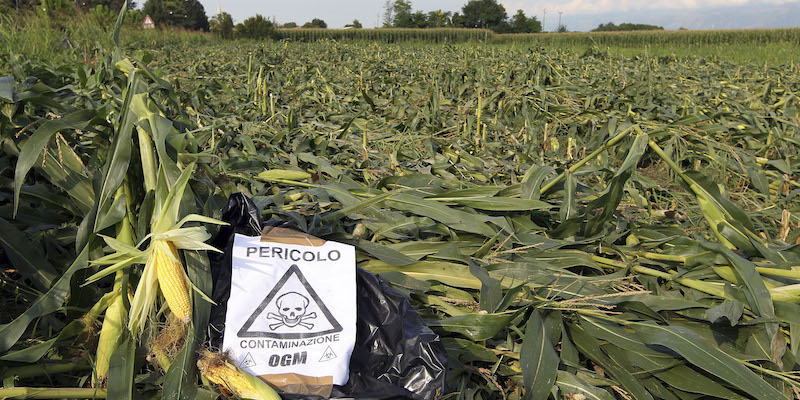 Il campo di mais vicino a Pordedone dell'agricoltore Giorgio Fidenato dopo essere stato calpestato da un gruppo di ambientalisti perché coltivato illegalmente usando dei semi OGM di Monsanto (AP Photo/Paolo Giovannini)