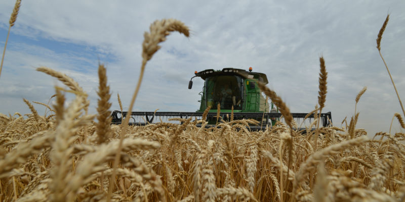 Un campo di grano nella regione di Stavropol, in Russia meridionale (DANIL SEMYONOV/AFP/Getty Images) 