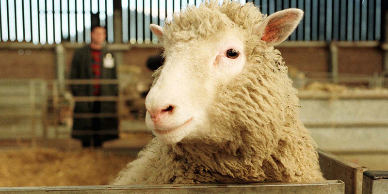 La pecora Dolly nel febbraio del 1997 (AP Photo/Paul Clements, File) 
