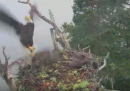 Un'aquila che cattura un falco dal suo nido