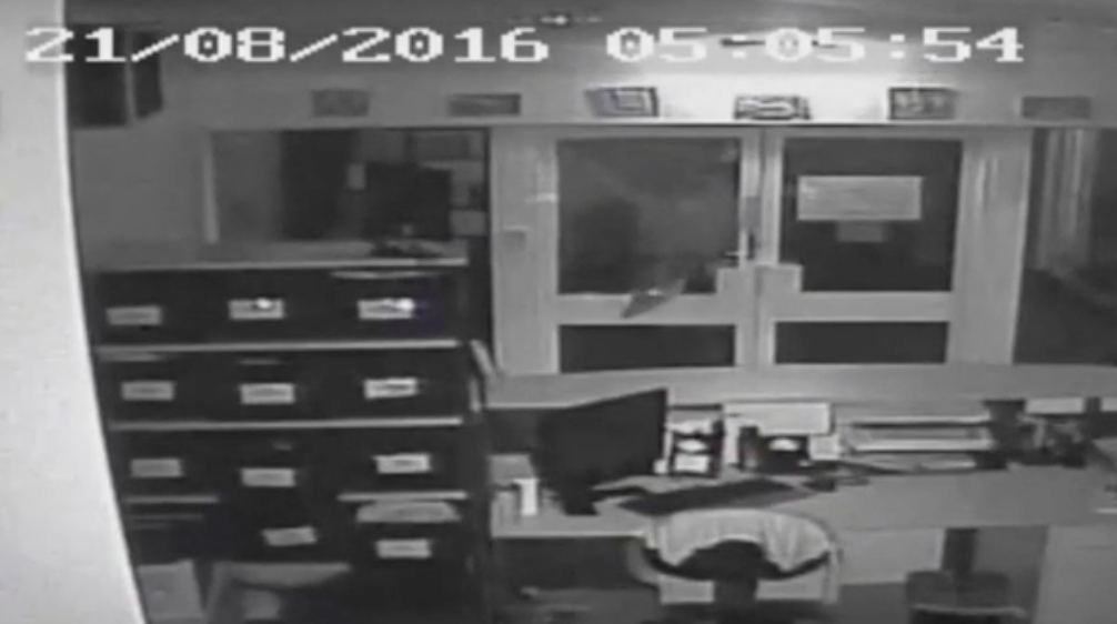 Dei vandali hanno liberato tre coccodrilli in una scuola in Australia