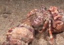 Il sorprendente trasloco di un paguro con le sue anemoni di mare