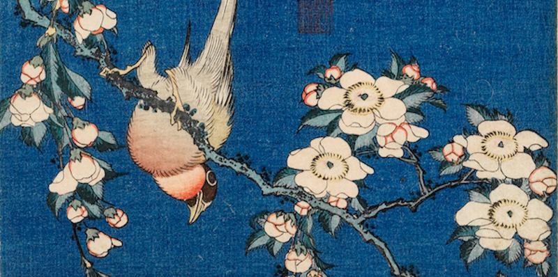 Katsushika Hokusai
Cardellino e ciliegio piangente, dalla serie “Piccoli fiori”, 1832 circa
Silografia policroma, 25,1 x 18,2 cm
Honolulu Museum of Art