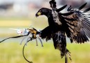 I Paesi Bassi useranno le aquile per cacciare i droni illegali