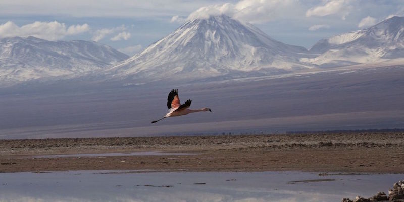 Il deserto di Atacama, habitat naturale dei fenicotteri rosa (Riccardo Pravettoni)