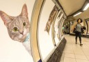C'è una fermata della metro di Londra piena di foto di gatti