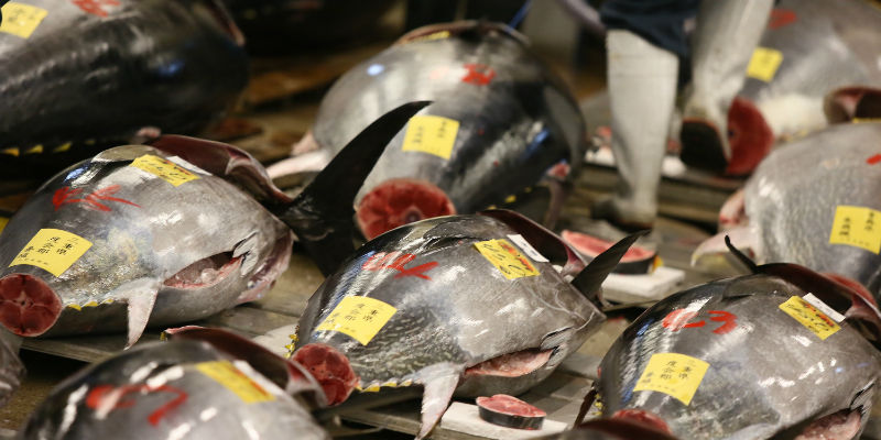 Dei tonni prima dell'asta nel mercato ittico di Tsukiji, a Tokyo (Ken Ishii/Getty Images)