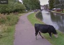 Google Street View rispetta la privacy delle mucche