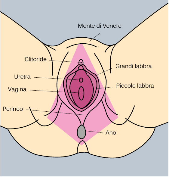 organi-genitali-femminili-esterni