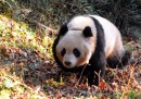 I panda non sono più così tanto in via di estinzione