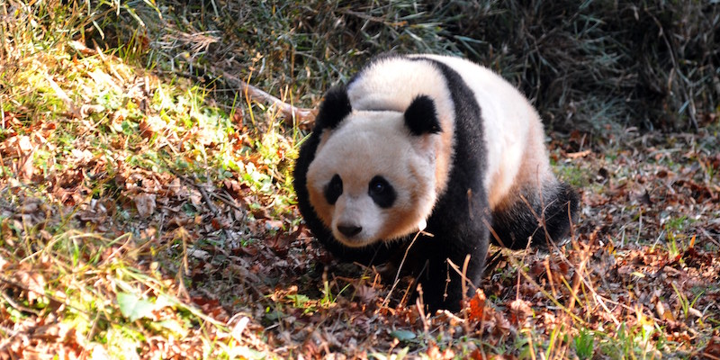 Il panda femmina Hua Jiao appena dopo essere stata liberata nella Riserva Naturale di Liziping, nella provincia cinese di Sichuan, il 19 novembre 2015; Hua Jiao è il quinto esemplare di panda nato in cattività a essere stato liberato (STR/AFP/Getty Images)