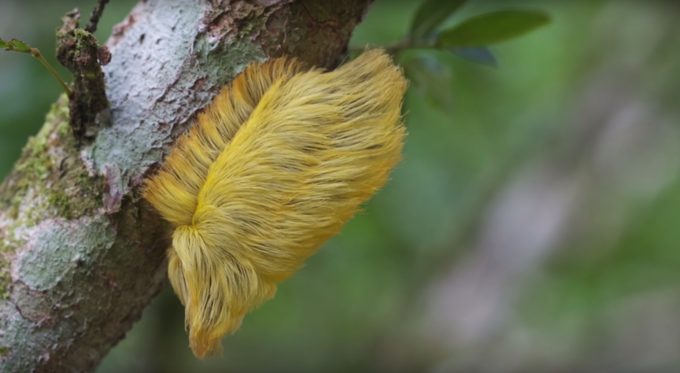 I capelli di Donald Trump sono su un albero in Amazzonia