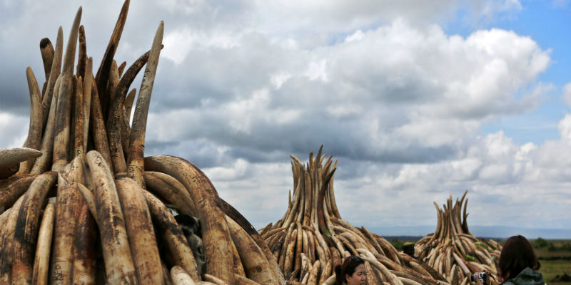 Delle zanne di elefante in attesa di essere bruciate nel parco nazionale di Nairobi, in Kenya, il 30 aprile 2016 (TONY KARUMBA/AFP/Getty Images)

