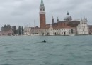 Ieri c'era un delfino a Venezia