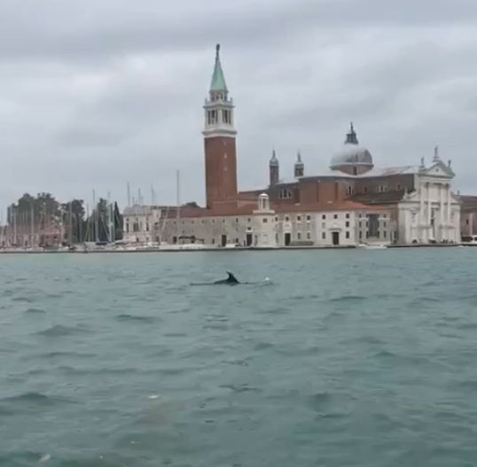 Ieri c’era un delfino a Venezia