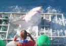 Il video di uno squalo bianco che entra in una gabbia con dentro un sub