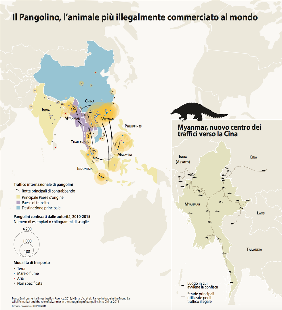 infografica_pangolini