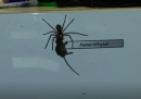 Il video da non mandare a chi ha paura dei ragni, o dei topi, o di tutti e due