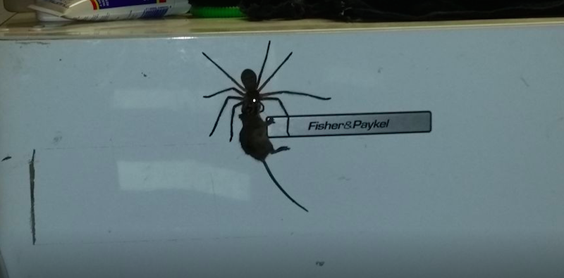 Il video da non mandare a chi ha paura dei ragni, o dei topi, o di tutti e due