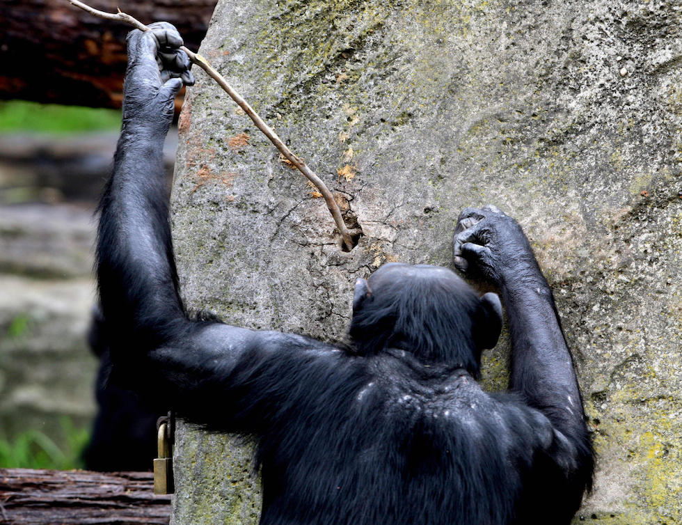scimpanzé mancino