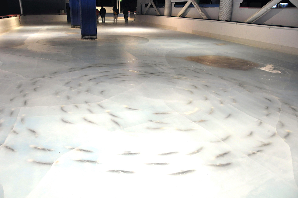 5000 frozen dead fish under the ice rink in Japan
