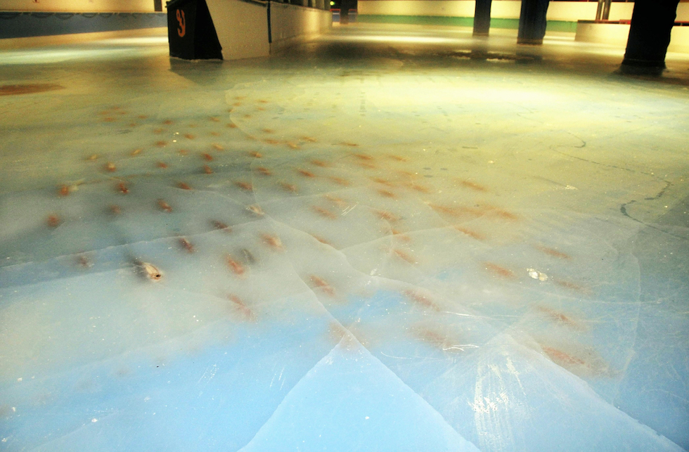 5000 frozen dead fish under the ice rink in Japan