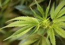 Una proposta sulla legalizzazione della cannabis è stata bocciata