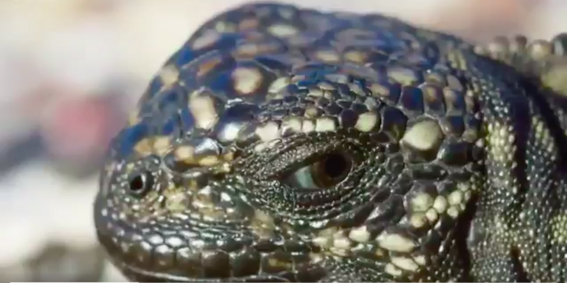 Primo piano di un'iguana in uno dei documentari della serie Planeth Earth II, in onda sulla BBC